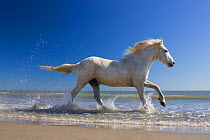 Camargue horse (Equus caballus) running in water at beach, Camargue, France, April