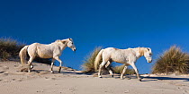 Camargue horses (Equus caballus) walking along sand dunes, Camargue, France, April