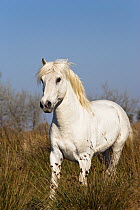 Camargue horse (Equus caballus) stallion, Camargue, Southern France, April