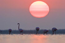 Greater flamingoes (Phoenicopterus ruber) at sunrise, Camargue, France, April