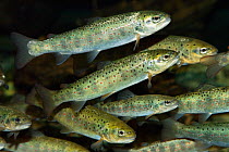 Brown trout (Salmo trutta fario) Germany, captive