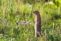 Spotted souslik / Speckled ground squirrel (Spermophilus suslicus) standing alert, Bulgaria, May