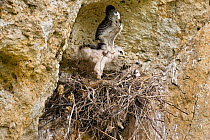 Long-legged Buzzard chicks in nest (Buteo rufinus) flapping wings in practice for flight, Bulgaria,  May