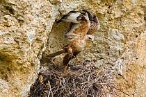 Long-legged Buzzard at nest (Buteo rufinus) about to take off after tending to chicks, Bulgaria, May