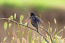 Common starling singing (Sturnus vulgaris) Bulgaria, May