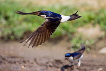 House Martin (Delichon urbicum) collecting clay for nest building, May