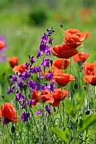 Common poppies (Papaver rhoeas) and Larkspur (Consolida ambigua) flowering, Bulgaria, May