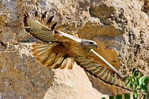 Long-legged buzzard (Buteo rufinus) in flight, Bulgaria, May