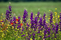 Flowering meadow with (Consolida ambigua) Bulgaria, June