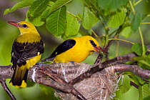 Golden orioles (Oriolus oriolus) pair at nest, with food for chicks, Bulgaria, June