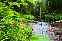 Red Columbine (Aquilegia formosa) in flower by stream, Mitkof Island, Southeast Alaska, USA, July