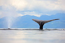 Humpback whale (Megaptera novaeangliae) blow of one surfacing, tail fluke of one diving, Alaska's Inside Passage, USA, July