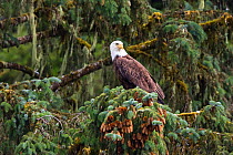 American Bald eagle (Haliaeetus leucocephalus) in Sitka spruce (Picea sitchensis) Alaska, USA, July