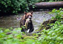 Brown bear (Ursus arctos) with salmon, Pack Creek, Tongass National Park, Admiralty Island, Alaska, USA, July