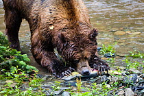 Brown bear (Ursus arctos) feeding on caught salmon, Pack Creek, Tongass National Park, Admiralty Island, Alaska, USA, July