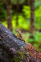 Squirrel, unknown species, Mitkof Island, Southeast Alaska, USA, July