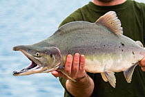 Sockeye salmon (Onocorhynchus nerka) being held by man, Alaksa, USA, July