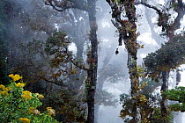 Rainforest at Cerro de la Muerte, Costa Rica