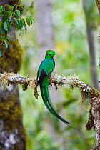 Resplendent Quetzal (Pharomachrus mocinno costaricensis) male perching, Costa Rica