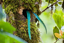 Resplendent Quetzal (Pharomachrus mocinno costaricensis) male tail feathers hanging out of the nest, Costa Rica