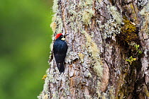 Acorn woodpecker (Melanerpes formicivorus striatipectus) Costa Rica