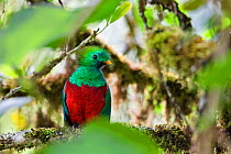 Resplendent Quetzal (Pharomachrus mocinno costaricensis) male, Costa Rica