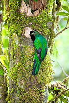 Resplendent Quetzal (Pharomachrus mocinno costaricensis) female at nest, Costa Rica
