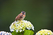 Rufous collared Sparrow (Zonotrichia capensis) singing, Costa Rica