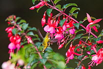 Scintillant Hummingbird (Selasphorus scintilla) female drinking on Fuchsia flower, Cerro de la Muerte, Costa Rica