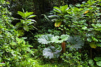 Gunnera (Gunnera insignis) in mountain rainforest of Tapanti National Park, Costa Rica