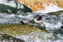 American dipper (Cinclus mexicanus) feeding young in middle of stream, Costa Rica