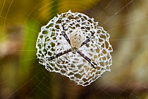 Spider, unknown species, in its web, Costa Rica