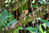 Common Basilisk (Basiliscus basiliscus) in lowland rainforest, Braulio Carrillo National Park, Costa Rica