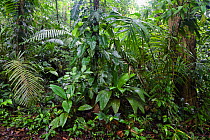Lowland Rainforest habitat in Braulio Carrillo National Park, Costa Rica, 2007