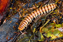 Millipede, unknown species, in the lowland rainforest of Braulio Carrillo National Park, Costa Rica