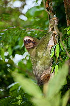 Pale throated three toed sloth climbing tree (Bradypus tridactylus) note green algae on fur, Costa Rica