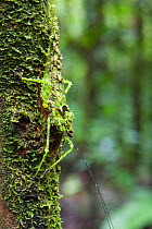 Camouflaged cricket in lowland rainforest, Braulio Carrillo National Park, Costa Rica