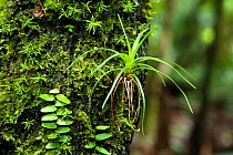 Moss covered tree trunk in rainforest, Braulio Carrillo National Park, Costa Rica