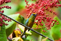 Gould's Euphonia (Euphonia gouldi) male in lowland rainforest, Braulio Carrillo National Park, Costa Rica