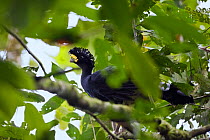 Great Curassow (Crax rubra) male in tree, Braulio Carrillio National Park, Costa Rica