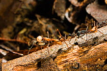 Army Ants, submajor and worker (Eciton burchellii) La Selva rainforest, Costa Rica