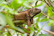 Common iguana (Iguana iguana) in lowland rainforest in tree, Braulio Carrillo National Park, Costa Rica
