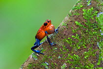 Strawberry Poison arrow frog calling (Dendrobates pumilio) Costa Rica