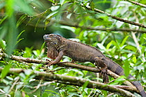 Common iguana (Iguana iguana) in lowland rainforest, Braulio Carrillo National Park, Costa Rica