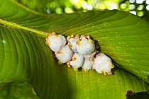 Honduran white tent bats (Ectophylla alba) sleeping under Heliconia leaf, Braulio Carillo National Park, Costa Rica