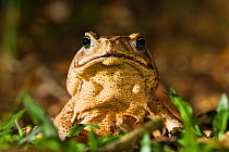 Cane toad (Bufo marinus), lowland rainforest, Braulio Carrillo National Park, Costa Rica
