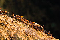 Army Ants (Eciton burchelli) with the tail of a scorpion, major, submajor and workers, rainforest of La Selva, Costa Rica
