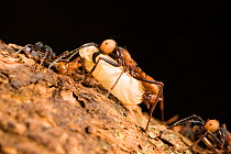 Army Ant (Eciton burchelli) with larva, probably prey, submajor and workers, rainforest of La Selva, Costa Rica