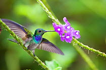 Blue-chested hummingbird (Amazilia amabilis) male feeding from flower, Costa Rica, Central America