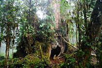 Giant old tree in the rainforest at Cerro de la Muerte, Costa Rica 2007